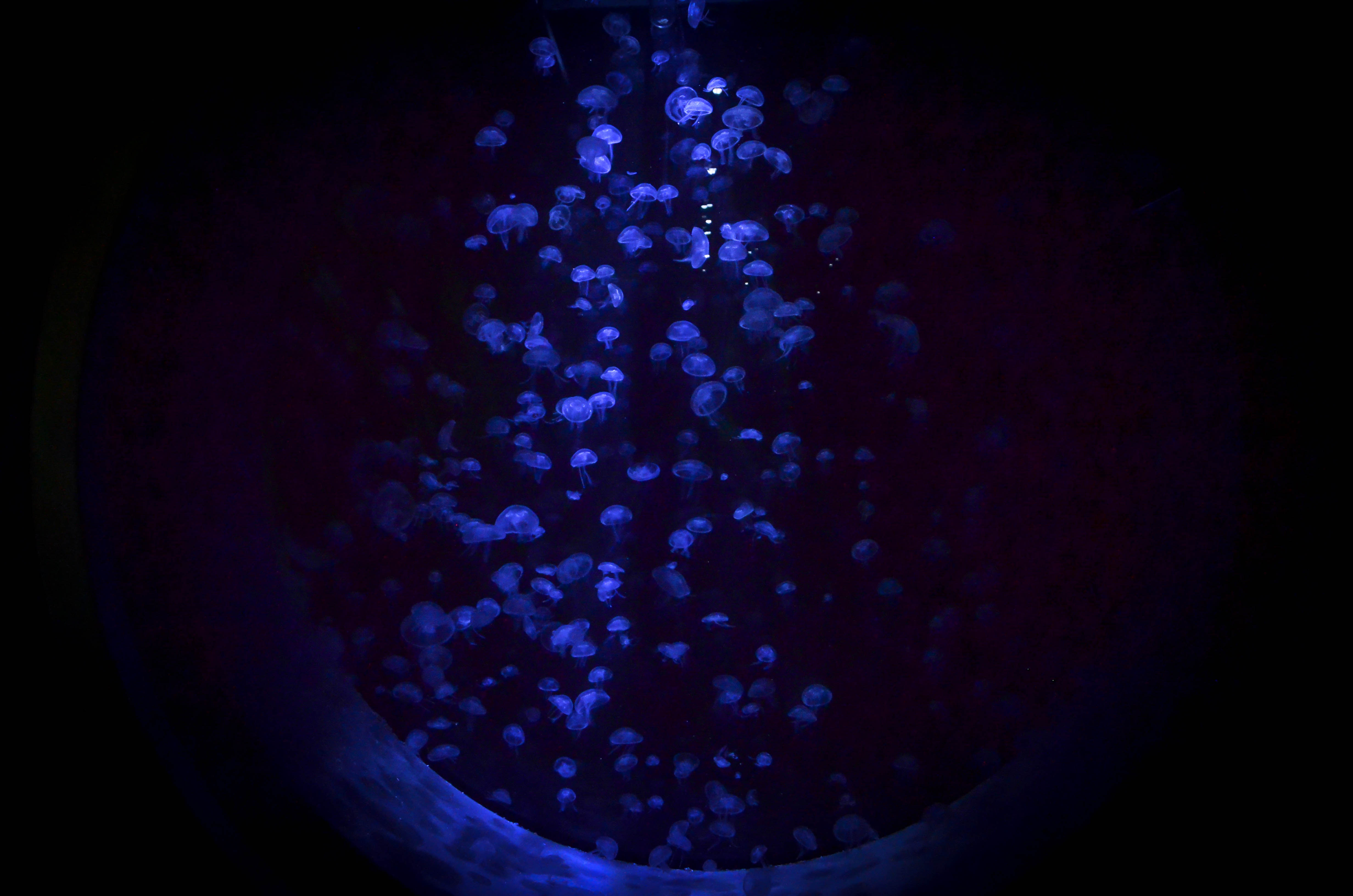 Meduses aquarium la rochelle
