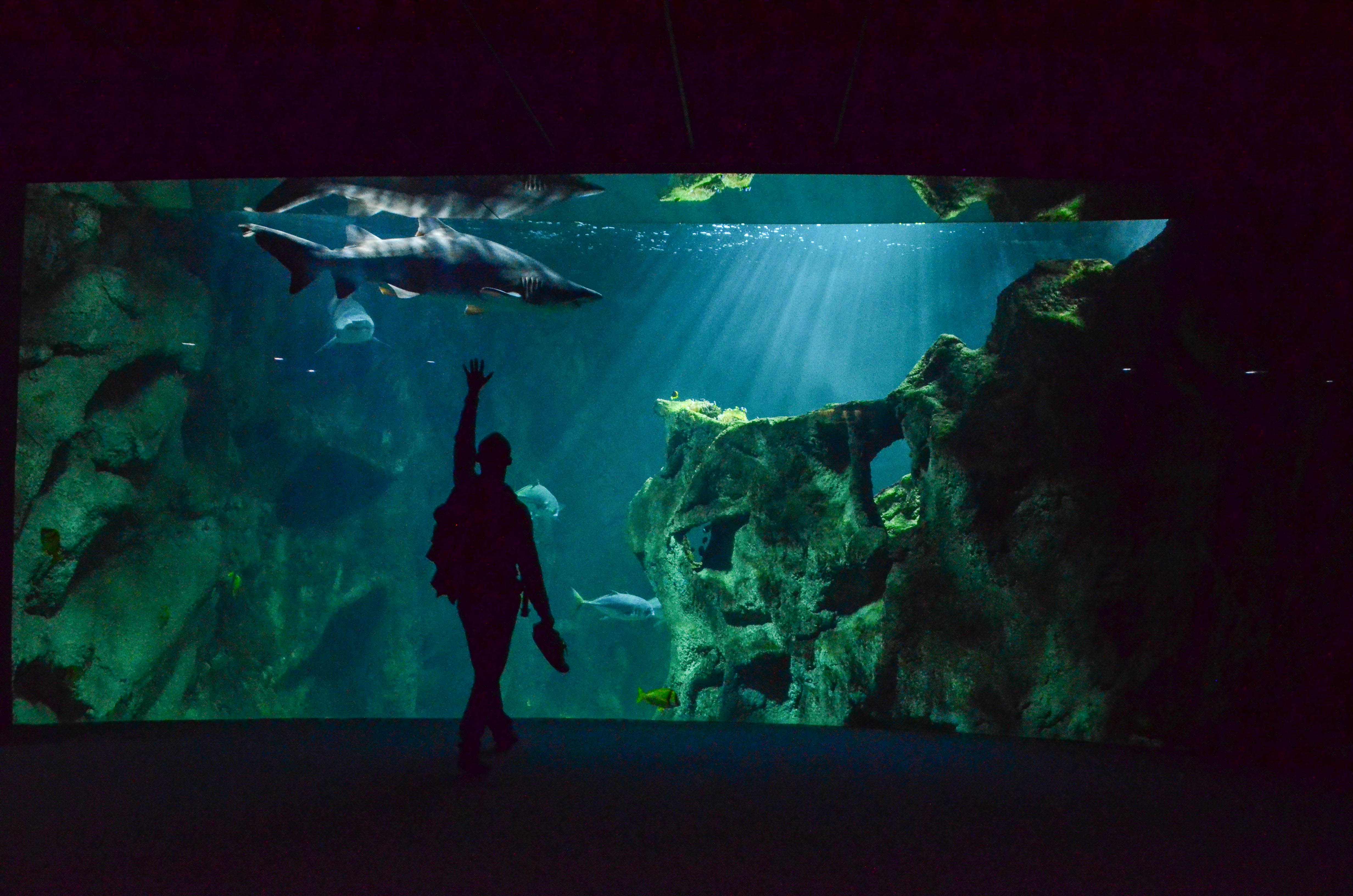 Aquarium requins la rochelle